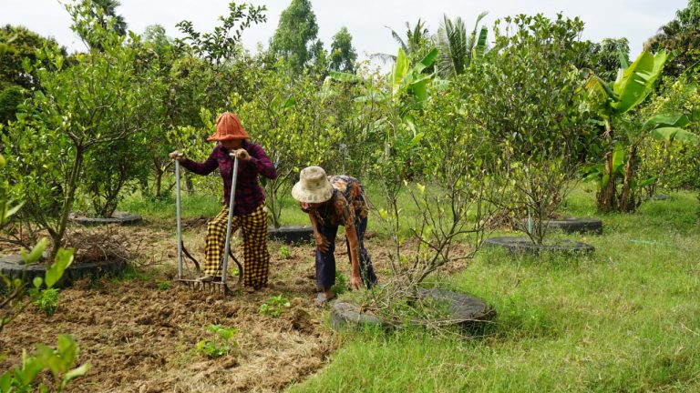 Women doing farm work
