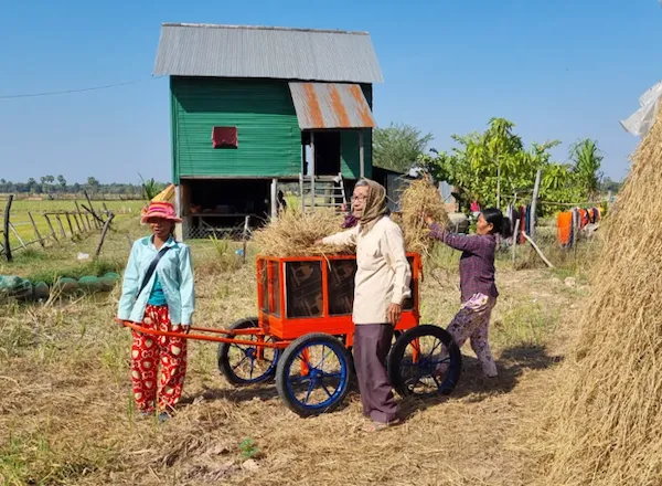Three women working is a field, they collect hay grass.