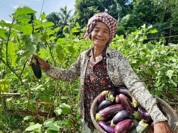 Woman collecting eggplants outside, she is smiling.